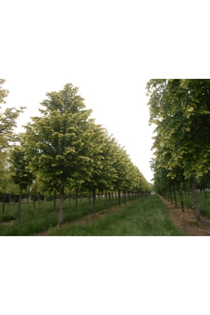 Липа срібляста Brabant